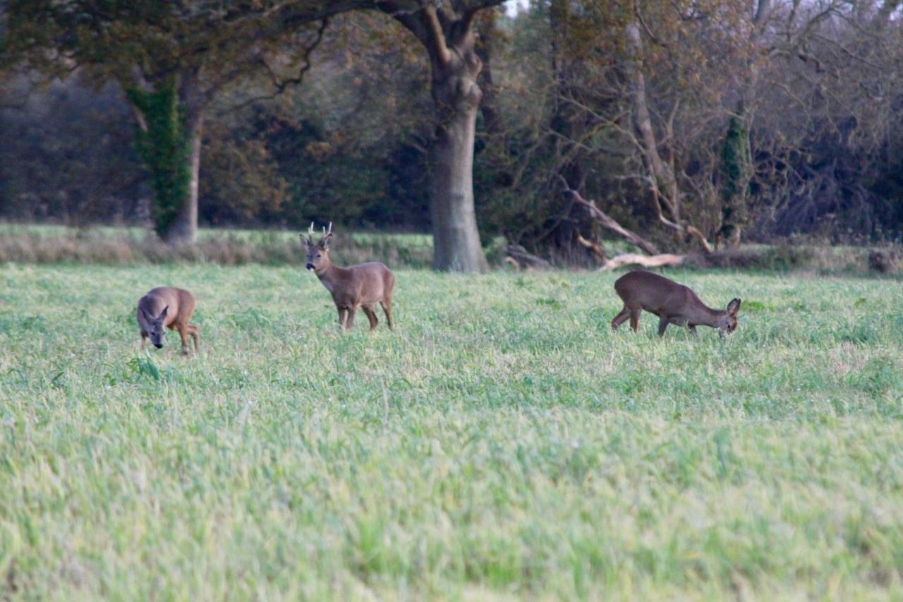 Hunston Mill Self Catering Dog Stay For Free Chichester Esterno foto